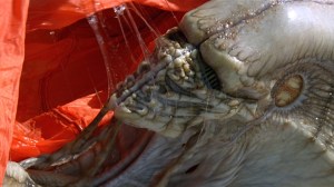 Independence_Day_Alien