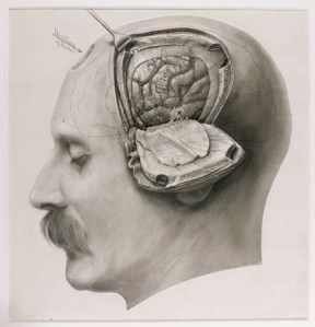harvey_cushing_drawing_brain
