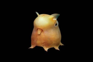 dumbo octopus